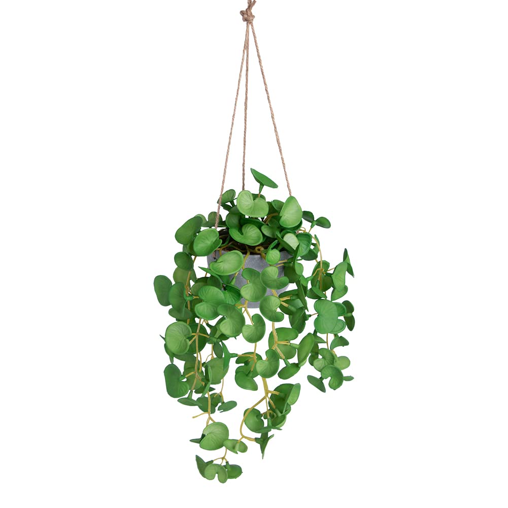 dallisten Mini Hanging Plant