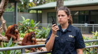 TIL in 2017 Perth Zoo was put on lockdown when two orangutans briefly escaped their enclosure. A 5-year-old male orangutan fell over a barrier & into a garden bed outside the enclosure. His mom then simply went to retreive him before using the visitor boardwalk to go back to her exhibit voluntarily.