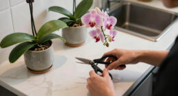 12 Best Flowering Houseplants in 2026