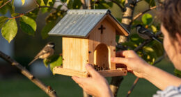 15 Best Bird Feeders and Houses in 2026